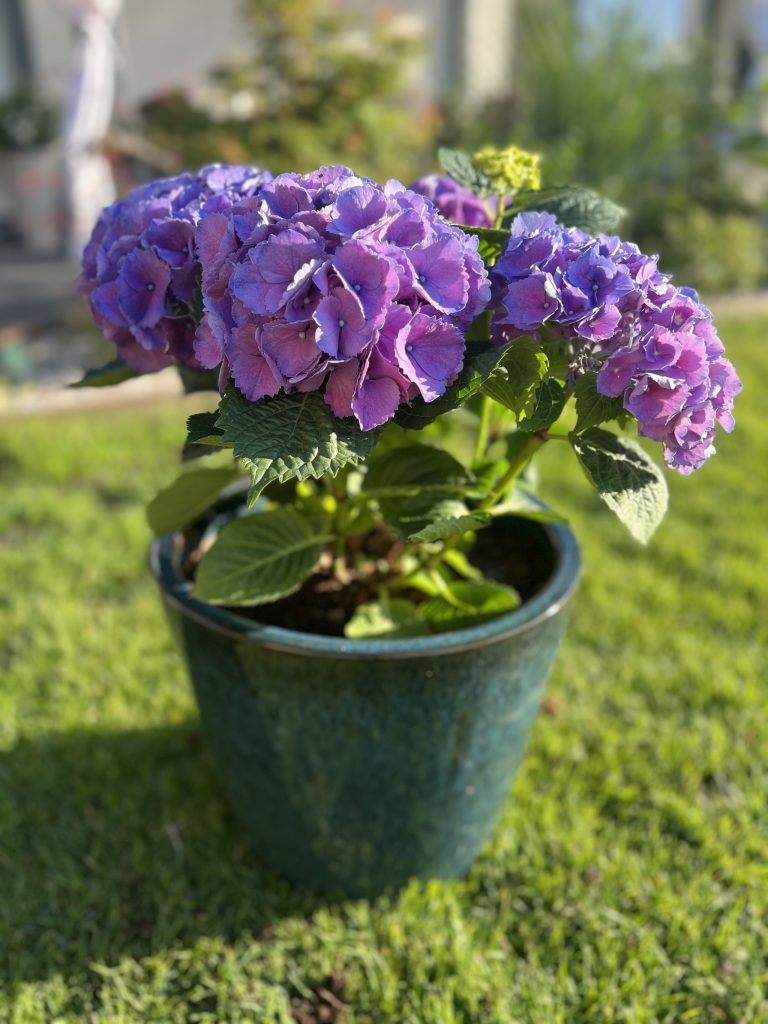 Hortenzie velkolistá fialová. V půvabném ručně vyráběném keramickém květináči.